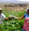 BAD financia fomento da produção agropecuária em Cabo Verde no montante de 1,1 milhões de escudos