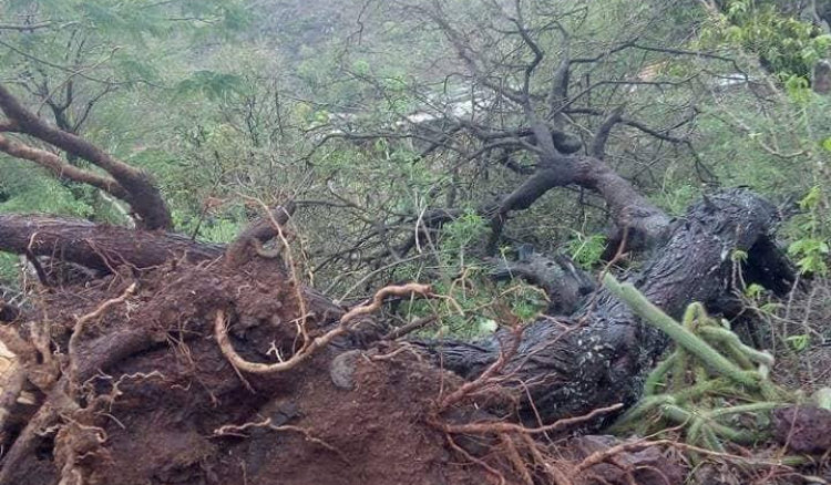 Tempestade "Helena" causa queda de árvores e inundações pontuais em Sotavento