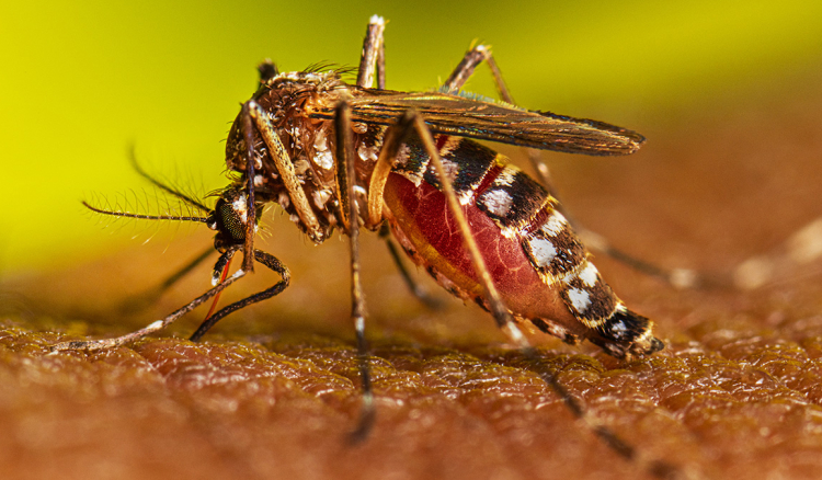 Instituto de Saúde Pública confirma dois casos de dengue e alerta população para manter o meio ambiente saudável