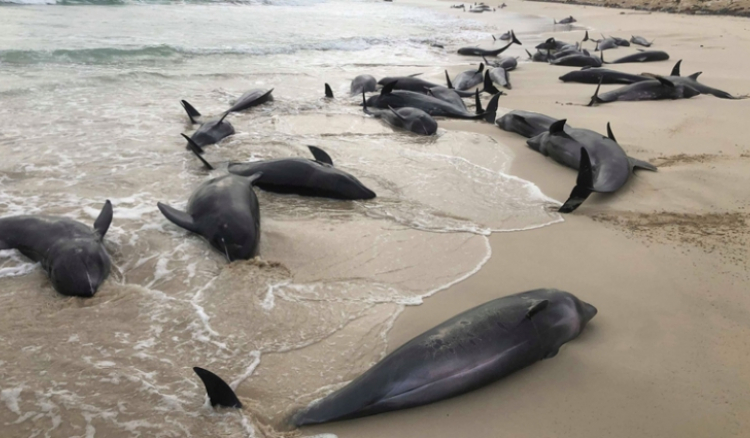 Boa Vista. Cerca de 200 golfinhos deram à costa na praia de Altar