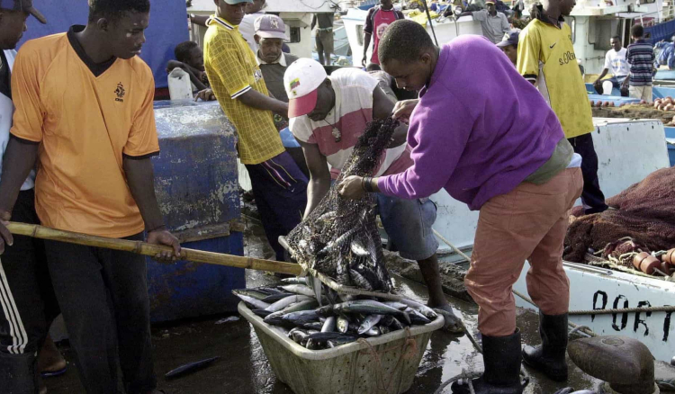 Exportações cabo-verdianas de conservas e peixe caíram quase 9% em 11 meses
