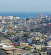 Câmara da Praia denuncia abates ilegais de árvores e apela à consciência ambiental