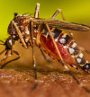 OMS pré-qualifica segunda vacina contra a dengue