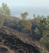 Fogo: Incêndio descontrolado em Santa Catarina já consumiu cerca de 200 hectares de terrenos