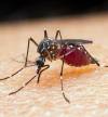 Governo decreta estado de contingência a partir de hoje para evitar dengue e malária