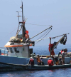 Coordenador do projecto Reduce alerta para a necessidade de monitorar impactos da pesca industrial