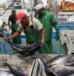 Exporta&ccedil;&otilde;es cabo-verdianas de peixe sobem 5,5% e chegam a 3,3 milh&otilde;es de contos