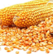Pre&ccedil;os de milho 2&ordf;, arroz 1&ordf;, feij&atilde;o congo e &oacute;leo alimentar sobem no primeiro trimestre