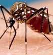 Minist&eacute;rio da Sa&uacute;de prepara medidas para prevenir epidemias propagadas por mosquitos