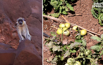 Ribeira Grande de Santiago: Agricultores da Cidade Velha prejudicados com aumento de macacos