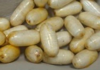 Praia: Apanhado no aeroporto com coca&iacute;na fica em pris&atilde;o preventiva