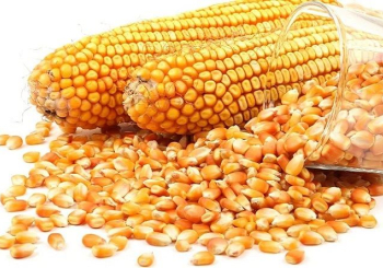 Pre&ccedil;os de milho 2&ordf;, arroz 1&ordf;, feij&atilde;o congo e &oacute;leo alimentar sobem no primeiro trimestre