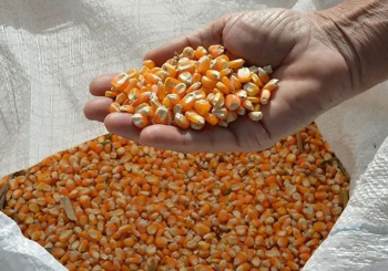 Pre&ccedil;os de exporta&ccedil;&atilde;o do a&ccedil;&uacute;car e milho com tend&ecirc;ncia de alta no mercado internacional