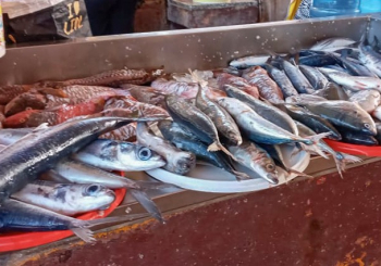 Pre&ccedil;os das exporta&ccedil;&otilde;es de Cabo Verde mant&ecirc;m tend&ecirc;ncia de valoriza&ccedil;&atilde;o