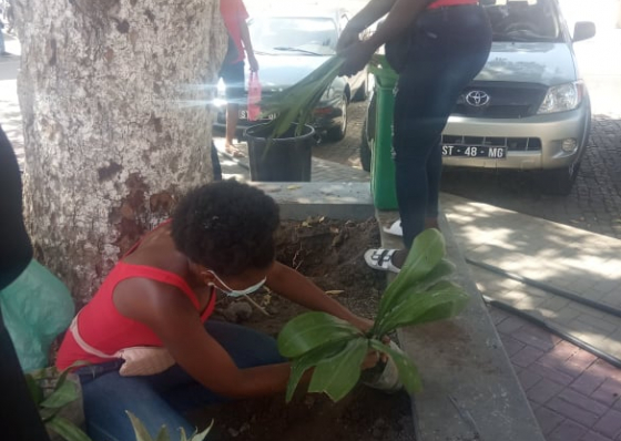 S&atilde;o Domingos. Mun&iacute;cipes oferecem e ornamentam a cidade com plantas&nbsp;decorativas