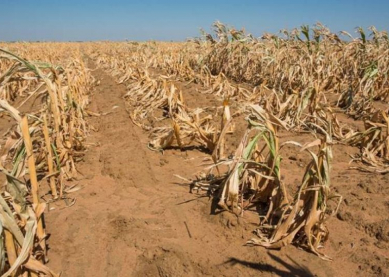 Mau ano agr&iacute;cola. Governo alarga estado de calamidade a todo o pa&iacute;s