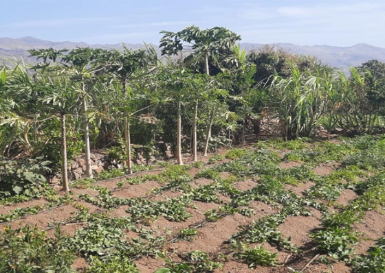 Governo vai aplicar 1,1 milh&otilde;es de contos no fomento da produ&ccedil;&atilde;o agr&iacute;cola e pecu&aacute;ria