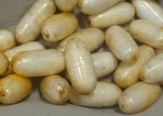 Praia: Apanhado no aeroporto com coca&iacute;na fica em pris&atilde;o preventiva