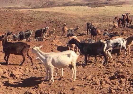 Mau ano agr&iacute;cola. Vos di Santiagu pede &agrave;s autoridades aten&ccedil;&atilde;o especial para as fam&iacute;lias rurais