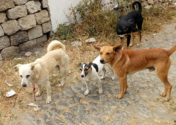 Movimento civil congratula-se com ades&atilde;o do Munic&iacute;pio da Praia &agrave; alian&ccedil;a para gest&atilde;o da popula&ccedil;&atilde;o canina