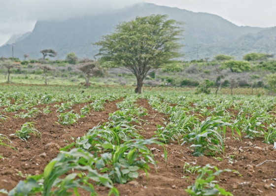 Produ&ccedil;&atilde;o de milho ficou quase 40% abaixo da m&eacute;dia em Cabo Verde - FAO