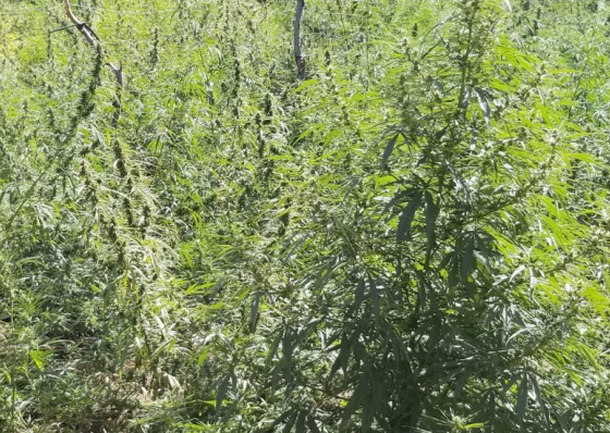 Pol&iacute;cia Judici&aacute;ria descobre e destr&oacute;i quase 3 toneladas de &#039;padjinha&#039; na Ribeira Grande de Santiago