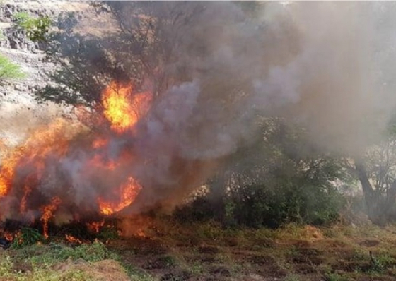 Planta&ccedil;&otilde;es com quase 6,5 toneladas de can&aacute;bis destru&iacute;das pela PJ em Santiago