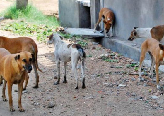 Associa&ccedil;&atilde;o denuncia morte de c&atilde;es por envenenamento na ilha do Sal