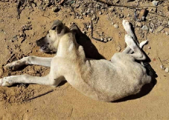 Movimento Civil denuncia envenenamento de animais na cidade da Praia