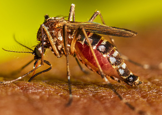 OMS pr&eacute;-qualifica segunda vacina contra a dengue