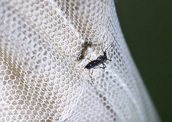 Pa&iacute;s regista 232 casos de dengue confirmados e 485 suspeitos
