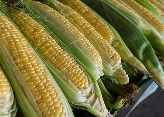 Pre&ccedil;os internacionais do milho sobem enquanto trigo, arroz, &oacute;leo de soja e a&ccedil;&uacute;car registam queda