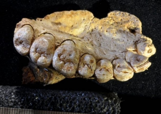 Descoberto f&oacute;ssil mais antigo dos primeiros humanos que sa&iacute;ram de &Aacute;frica