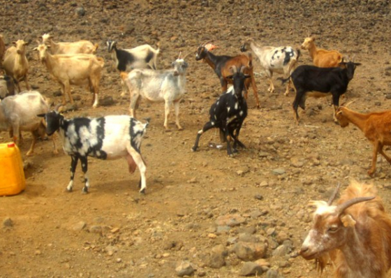 Seca obriga criadores a venderem seus animais ao desbarato em Porto Novo