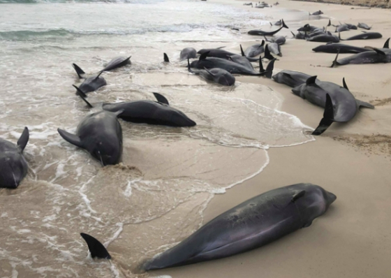 Boa Vista. Cerca de 200 golfinhos deram &agrave; costa na praia de Altar