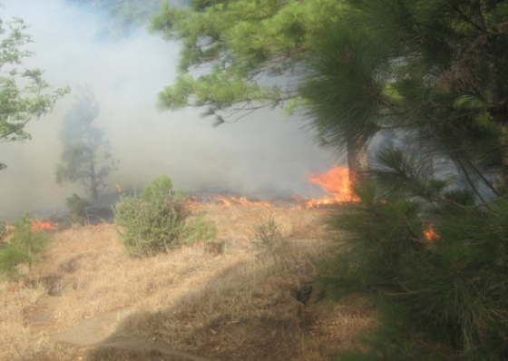 Santo Ant&atilde;o: Inc&ecirc;ndio no Planalto Leste consumiu 200 hectares e demorar&aacute; anos a recuperar