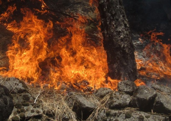 Santo Ant&atilde;o: Inc&ecirc;ndio de grandes dimens&otilde;es volta a deflagar na floresta do Planalto Leste