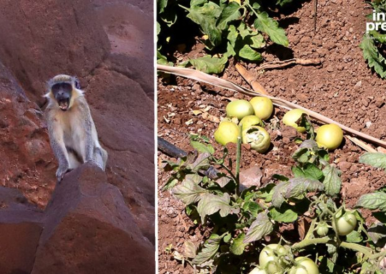 Ribeira Grande de Santiago: Agricultores da Cidade Velha prejudicados com aumento de macacos