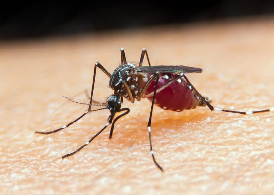 Governo decreta estado de conting&ecirc;ncia a partir de hoje para evitar dengue e mal&aacute;ria