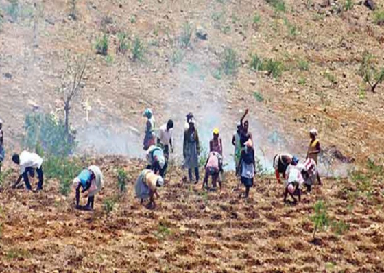 Seca. Governo refor&ccedil;a mais 50 mil contos para salvamento de gado