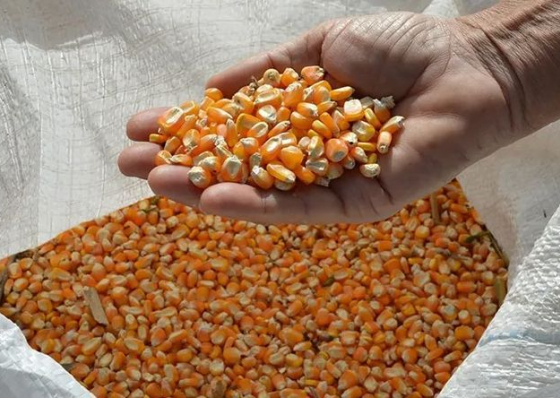 Pre&ccedil;os de exporta&ccedil;&atilde;o do a&ccedil;&uacute;car e milho com tend&ecirc;ncia de alta no mercado internacional
