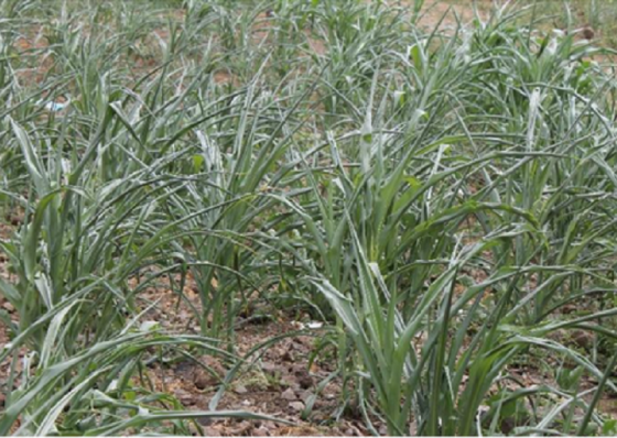 Governo vai enfrentar mau ano agr&iacute;cola com 700 mil contos