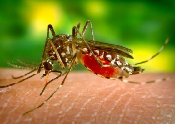 Coordenador pede vigil&acirc;ncia &ldquo;muito mais activa&rdquo; para evitar reintrodu&ccedil;&atilde;o do paludismo em Cabo Verde