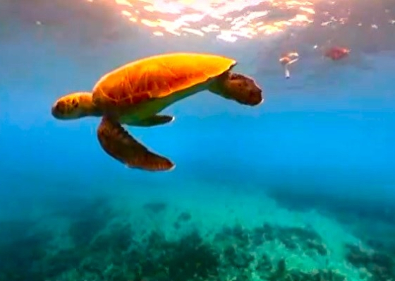Organiza&ccedil;&otilde;es ligadas &agrave; explora&ccedil;&atilde;o dos oceanos anunciam parceria com Cabo Verde