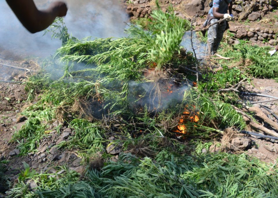 Planta&ccedil;&otilde;es com mais de 4 toneladas de can&aacute;bis destru&iacute;das pela PJ