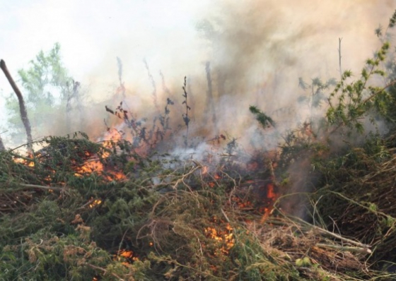 Planta&ccedil;&otilde;es com quase 12 toneladas de can&aacute;bis destru&iacute;das pela PJ
