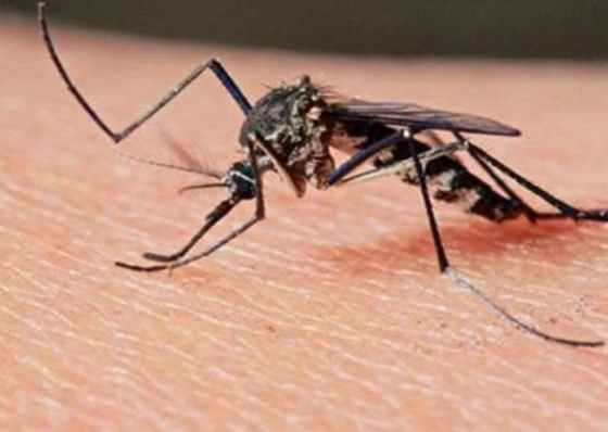 Praia. 53 casos de paludismo registados. N&uacute;mero anormal, segundo as autoridades