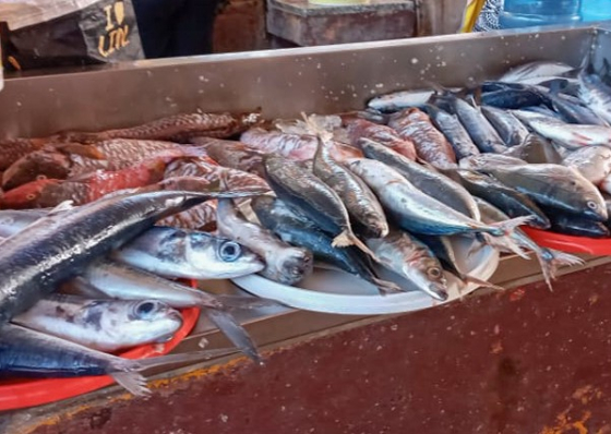 Exporta&ccedil;&otilde;es de conservas e peixe caem para 1.355 milh&otilde;es de escudos at&eacute; maio