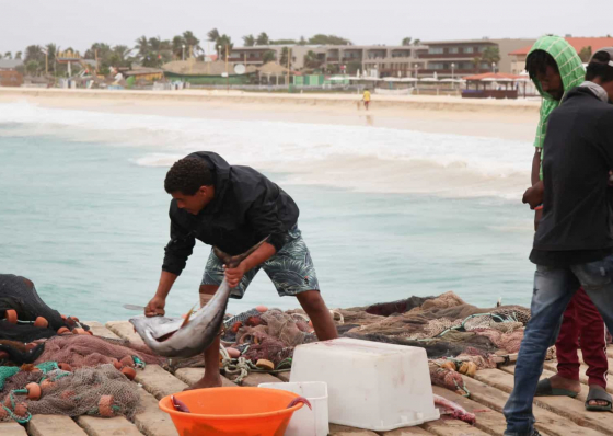 Exporta&ccedil;&otilde;es de conservas e peixe congelado cresceram 1,6% em 2021 e atingem 38 milh&otilde;es de euros