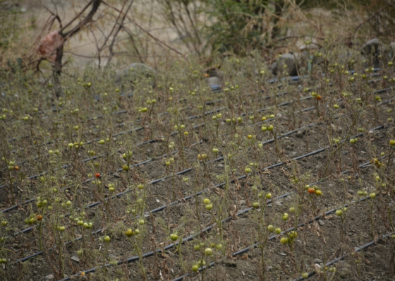 Santiago Norte. Mais de 40 agricultores de Saltos Abaixo sem &aacute;gua para rega h&aacute; mais de um m&ecirc;s